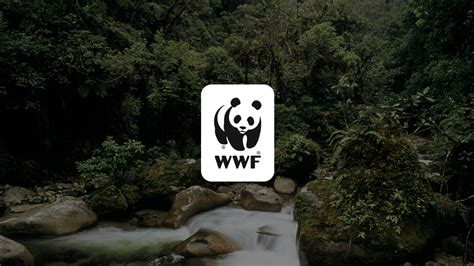 Wwf Una De Las Organizaciones De Conservación Más Grandes La Verdad