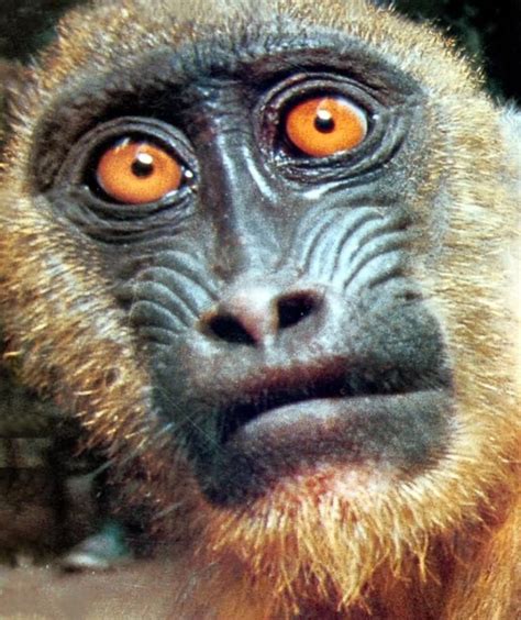 Most Funniest Monkey Face Pictures That Will Make You