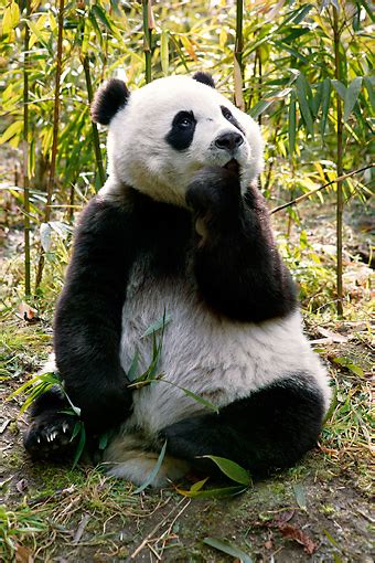 Giant Panda Animal Stock Photos Kimballstock