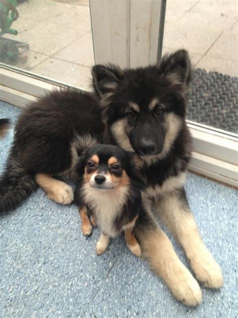 These dogs are quite small in size and make excellent family companions. Long Haired Chihuahua German Shepherd Mix | Dog Breed Information