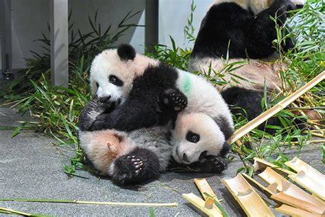 Giant Panda Twins At Ueno Zoo To Debut From Jan 12 The Asahi Shimbun