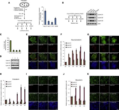 The Cell Cycle State Of Stem Cells Determines Cell Fate Propensity Cell