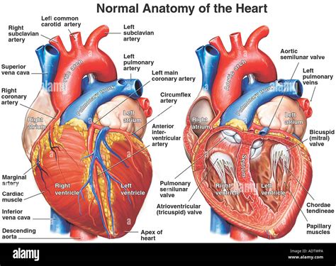 Anatomie Des Herzens Stockfotografie Alamy