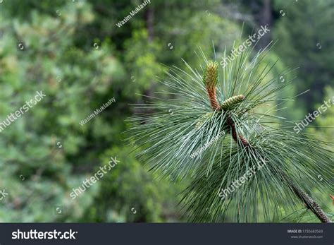 Ponderosa Pine — Four Seasons Nursery