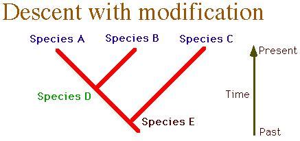All present sp… 2 ways we can view evolution. Zoology 500 D