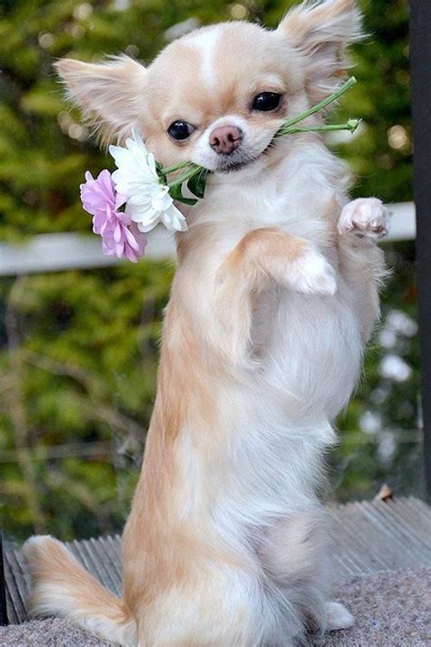 15 Signs Youre A Crazy Chihuahua Person And Damn Proud To Be