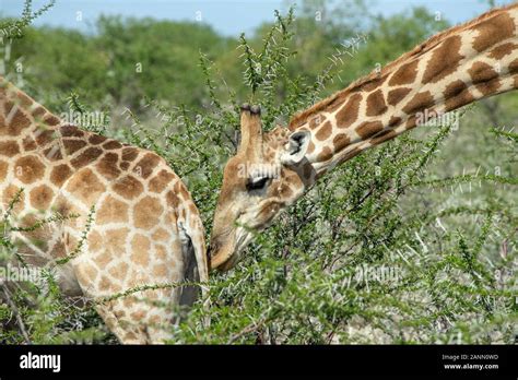 Giraffe Mating Fotos Und Bildmaterial In Hoher Auflösung Alamy