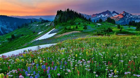 Mountain Wildflowers Wallpapers Wallpaper Cave