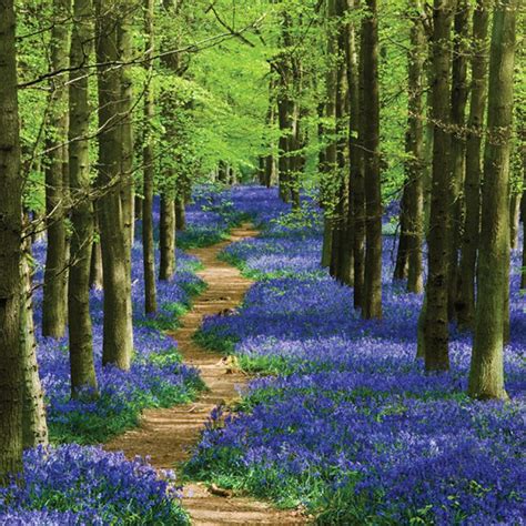 Bluebells In A Forest Spring Landscape Photography Beautiful Nature