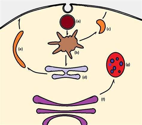 Endosomes Function Lysosomes And Exosomes