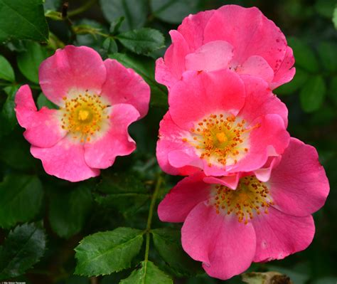 Nearly Wild Roses Flowers Plants Wild Roses
