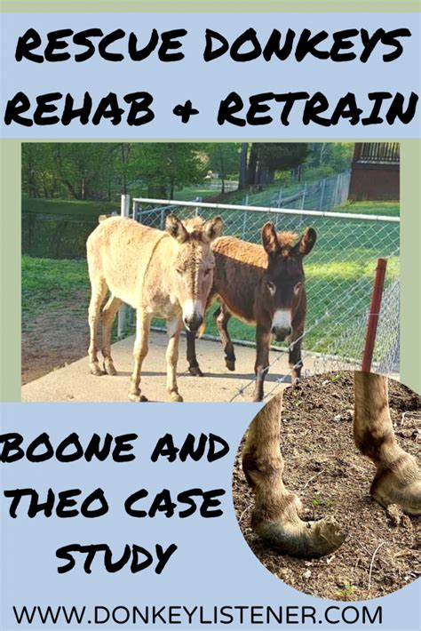 Rescue Donkeys Case Study Of Theo And Boone Rehab And Retrain