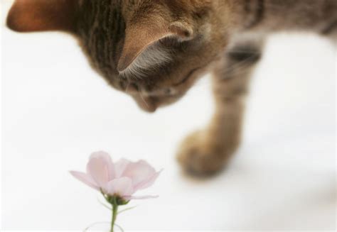 Cat Smelling Flower Photograph By Jill Ferry Photography