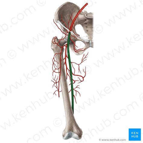 Arteria Femoralis Anatomie Verlauf Femoralispuls Kenhub
