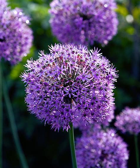 Maybe you would like to learn more about one of these? Dormant 'Purple Sensation' Allium Bulb - Set of 10 ...