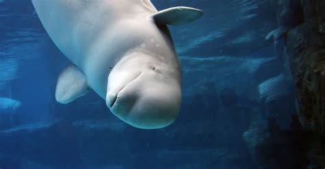 What Do Beluga Whales Eat Az Animals