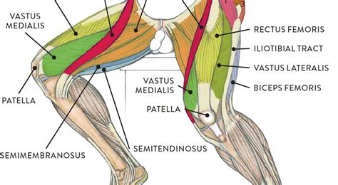 Leg Muscle Chart Diagram Human Calf Muscles Diagram Leg Muscles