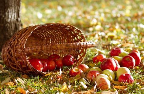 Fresh Ripe Apples With Basket Stock Image Colourbox