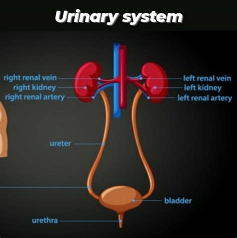 Urinary Systemanatomy And Physiology