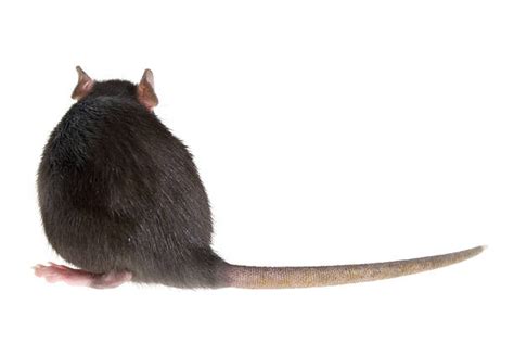Best Rat Tail Stock Photos Pictures And Royalty Free Images Istock