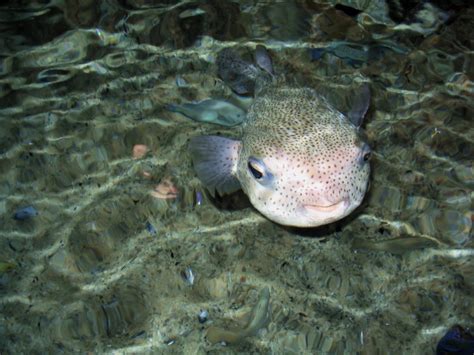 C'est le premier réseau social de visites virtuelles auquel font confiance plus de 39'000 utilisateurs innovants. Fonds d'écran Animaux > Fonds d'écran Vie marine ...
