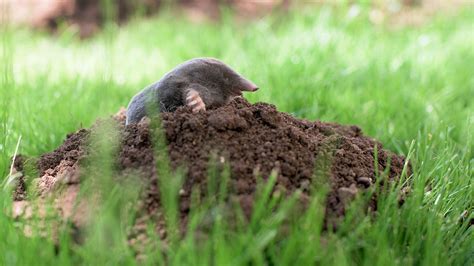 How To Get Rid Of Moles In Your Lawn Sod Solutions