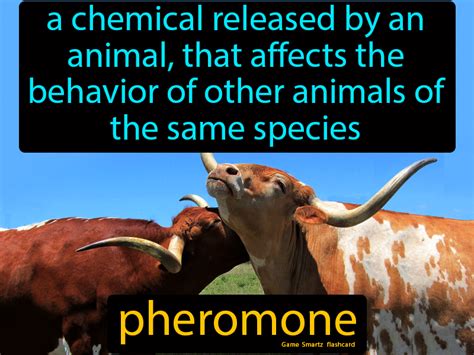 Pheromone Definition A Chemical Released By An Animal That Affects