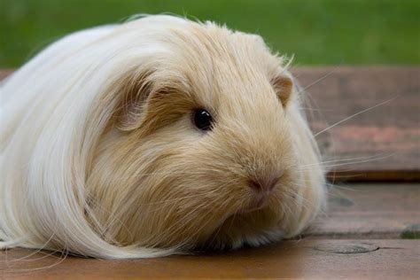 Guinea Pig Breeds Discover 13 Different Cavies With Pictures
