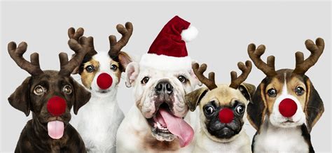 Christmas Puppies Find Cute Christmas Puppies For Sale Vip