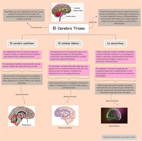 El Cerebro Triuno