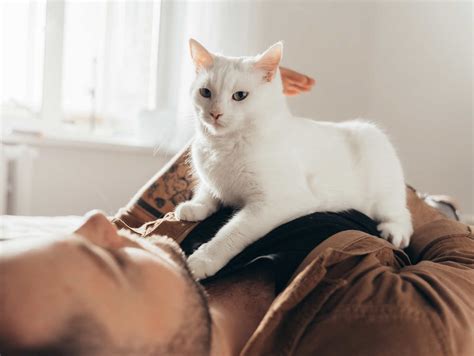 Why Does My Cat Lay On My Chest A Cat Behaviorist Explains Cat World