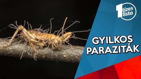paraziták és a paraziták adaptációi