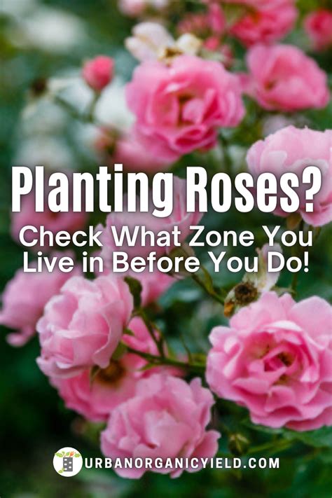 Planting Roses Bushes Check Where You Live So You Can Plant Roses At