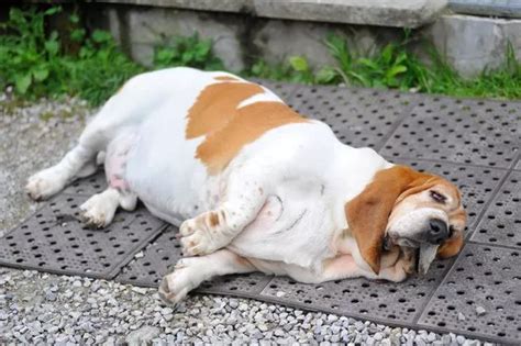 Dogs Face Obesity Epidemic Because Humans Are Killing Them With
