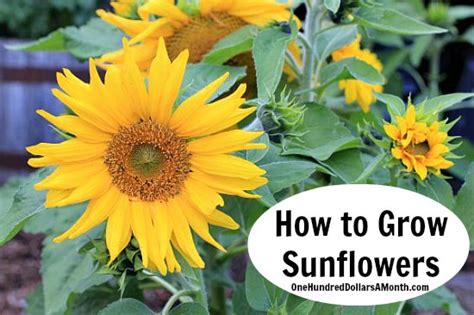 At the end of the season, it's easy to harvest sunflower seeds for a tasty snack or for replanting how long do sunflowers take to bloom? How to Grow Sunflowers {Start to Finish} - One Hundred ...