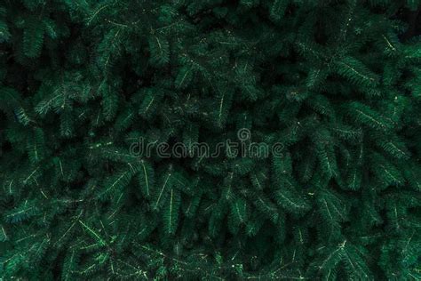 Natural Floral Background Of Green Pine Tree Leaves Stock Photo
