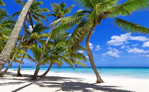 Tropical Palm Beach Isle Shore Holidays Sun Clouds Sea Palm