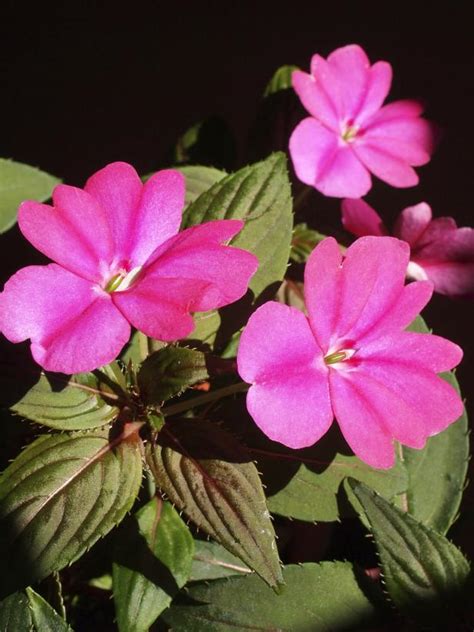 Oct 30, 2019 · perfect for a woodland or cottage garden, this shade perennial flowers all summer, is hardy to zone 3, and prefers a cool spot on your garden away from afternoon sun. The Easiest Annuals To Plant For Color All Summer Long | DIY