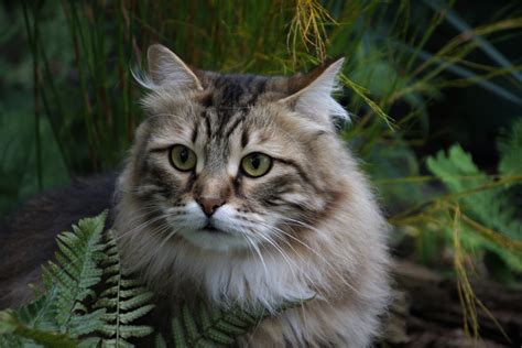 Allergic people and spurned cat lovers agree: How to Know Your Pet is a Siberian Cat? | Siberian Cats
