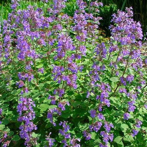 Catmint is a leading consulting company that offers you its expertise, employing essential tools for establishing, operating, and transferring a quality management office or qmo for your organization. Nepeta Blue Wonder - Dwarf Catmint - Garden Plants