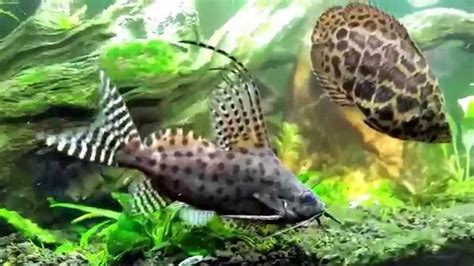 Synodontis Eupterus In My African Tank Youtube