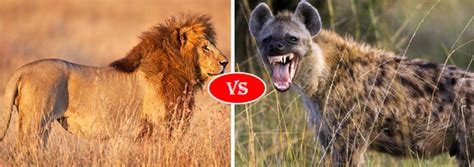 Compare African Lion Vs Hyena Fight Who Will Win