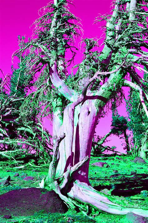 Trippy Tree Photograph By Dustin Brown Fine Art America