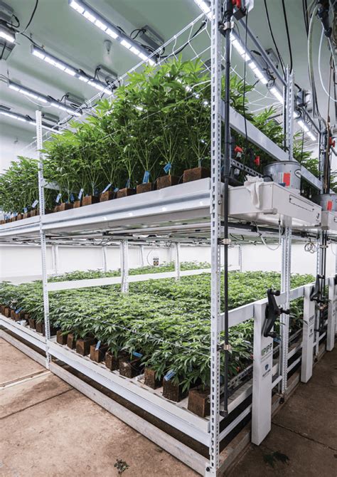 5 Best Practices For Vertical Farms Cannabis Business Times