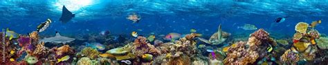 Colorful Super Wide Underwater Coral Reef Panorama Banner Background