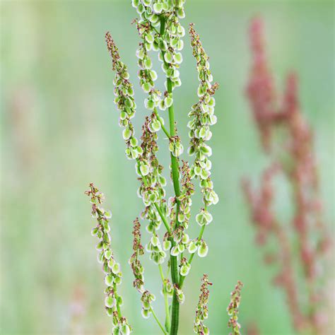 Rumex Acetosella Sheeps Sorrel Seeds Stocks And Green