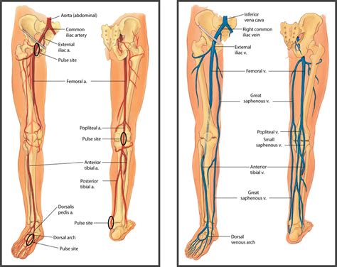 Left Leg Femoral Artery Ch 20 Peripheral Vascular System And Lymphatic System Vascular