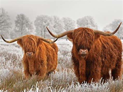Wallpaper Snow Scotland Highland Cow Horns Highlands Cattle Photo