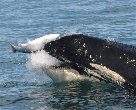 Home Southern Resident Orca Recovery
