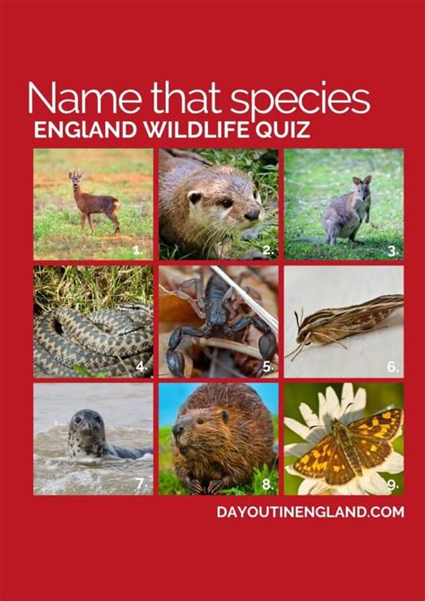 Big England Wildlife Quiz 50 Questions And Answers Day Out In England